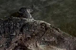 ¡Sorprende cocodrilo a visitantes en muelle! (+Video)