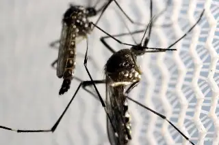 Reportan 796 casos de dengue y dos muertes en Veracruz