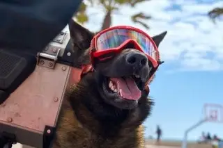 ¿Cualquier perro puede ser rescatista?; Esto es lo que debes saber