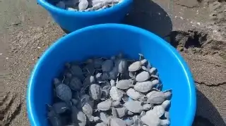 Liberan hasta 3,500 crías de tortuga marina en Nautla