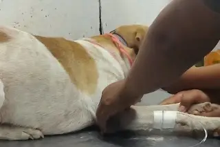 El motivo absurdo por el que hombre agredió brutalmente al perrito de su vecina
