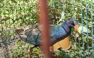 Rescatan a una extraña ave que llegó corriendo a un domicilio en Veracruz 
