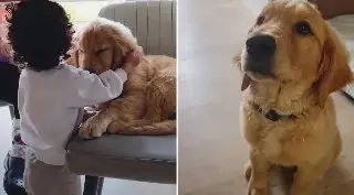 Ni el perrito se salvó en asesinato de Jonathan Meléndez y su familia