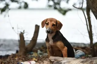 ¿Cómo denunciar maltrato o crueldad animal en Veracruz?