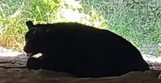 Captan a oso descansando debajo de un puente en Monterrey