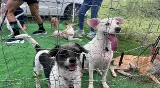 Adopta un perro rescatado en Boca del Río 