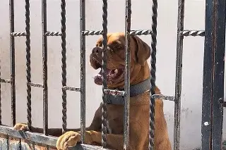 Alertan en Veracruz por perros bajo el sol sin agua ni sombra