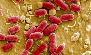 Exigimos que no se nos intoxique: médicos afectados por brote de gastroenteritis 