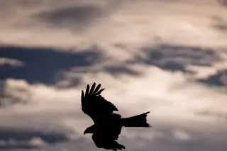 ¿Qué es 'Águila Alta'? Sedena informa de operativo en la frontera