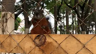 Ardilla ataca en un colegio y un tejón hiere a una mujer; autoridades los buscan