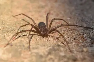 Veracruz: esta araña pone en riesgo tu vida y es posible que esté en tu casa