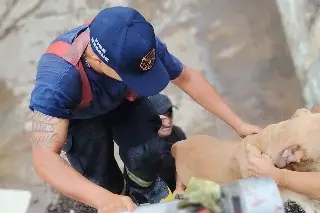 Siete perros quedaron atrapados en incendio en Veracruz, así los rescataron