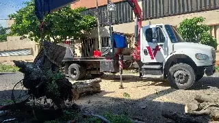 Reabren calle en centro de Veracruz tras caída de árbol