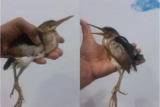 Rescatan en Veracruz extraña ave, resultó ser una especie amenazada
