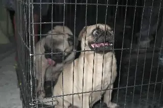 ¡Vivitos y coleando podrían pasar a mejor vida! Así los encontraron en Veracruz 