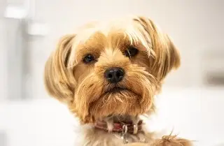Proponen permiso laboral por fallecimiento de mascotas