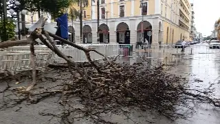 Cae rama de árbol en zócalo de Veracruz y esto pasó 