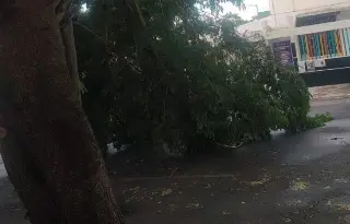 Lluvias derriban rama de árbol y causan corto circuito en colonia de Veracruz