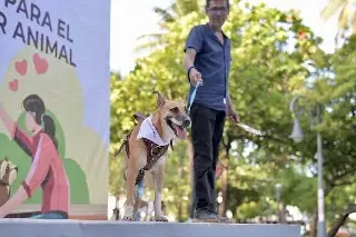 ¿Buscas adoptar un perro o gato en Veracruz? Esto debes saber