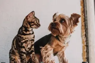 Violentómetro Animal: Fiscalía de Veracruz alerta sobre señales de crueldad y maltrato animal