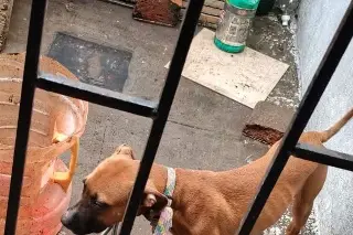 Rescatan a perrita en fraccionamiento de Veracruz; Esto ocurrió