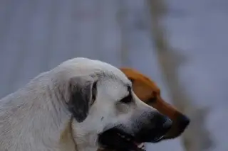 Sacrificio de perros y gatos desata polémica; Autoridades explican por qué lo realizan