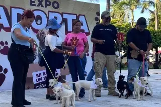  Casi 100 esperan una familia en Veracruz… 