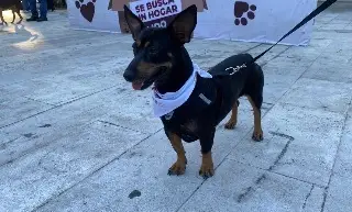 ¿Tienes perro o gato? Este domingo podrás vacunarlo GRATIS sin bajarte del carro