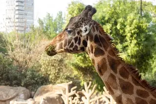 Muere 'Fortunata', la jirafa más longeva con 10 crías y varias generaciones ¿Cuánto vivió?