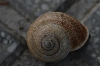 Tecnociencia