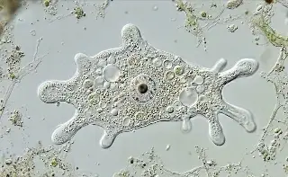 Tecnociencia
