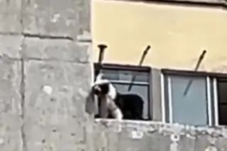 VIDEO: Perrito muere tras asomarse por la ventana y caer del piso 11 de edificio