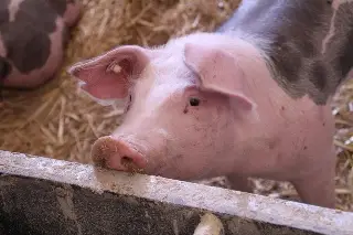 Porcicultores de Veracruz lanzan alerta por carne importada: 'Nos está desplazando'