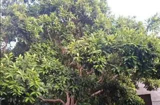 Trabajador pierde la vida durante labores en zona rural de Tlapacoyan; esto se sabe