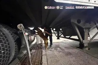 'Chocolate' detecta 249 kilos de droga en tráiler