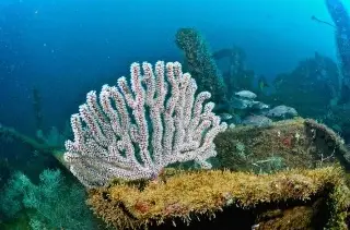 El coral se pone blanco y es una señal de alerta: especialista explica qué está pasando en Veracruz