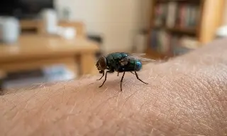 Alertan que gusano barrenador infecta heridas y boca de adultos mayores en Veracruz