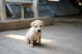 Maltrato animal en Veracruz: ¿Dónde denunciar y qué hacer para que castiguen al responsable?