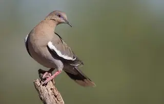Parvadas gigantes sobrevuelan la costa de Veracruz; ¿qué aves son? (Video)
