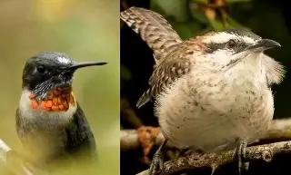 El misterio del cielo veracruzano: ¿Por qué miles de aves migran por Veracruz?