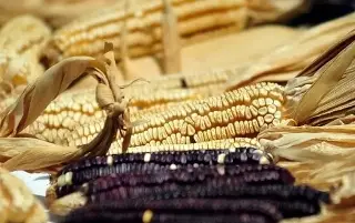 Maíz domina la producción de granos, pero se redujo la superficie cultivada en México