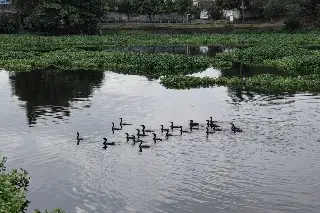 Las lagunas La Ilusión y El Ensueño tienen visitantes especiales; ¿sabes cuáles son?