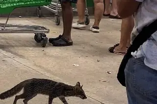 Buscan a quienes hayan tenido contacto con esta zorra gris