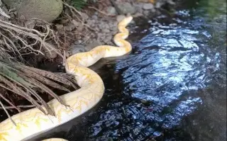 Escapa serpiente de circo, al norte de norte de Veracruz