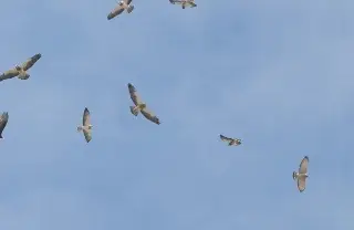 Miles de aves rapaces cruzan Veracruz: invitan a observarlas en este lugar