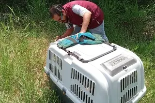 Todos ellos pudieron volver a su habitat en Veracruz tras recibir atención veterinaria