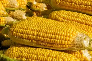 Veracruz contrata al mejor agrónomo del mundo para aumentar la producción de maíz