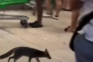 ¿Qué pasó con quienes tuvieron contacto con zorra gris afuera de supermercado?