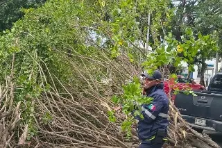 Piden podar árboles y asegurar techos en Veracruz ante llegada de evento de Norte