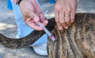 Habrá vacunación antirrábica gratuita para perros y gatos en Veracruz, checa en dónde